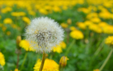 White dandelion against the background of yellow dandelion field, concept: special, outstanding 