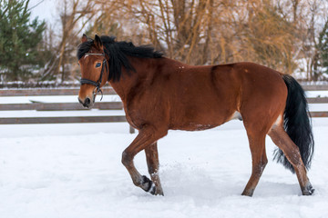 Brown beautiful horse for a walk in the snow