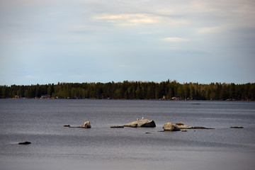 måsar vid sjö, norrland, sverige