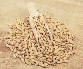 Barley grain or seeds CloseUp.