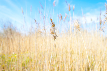 Bright sunlit meadow landscape background
