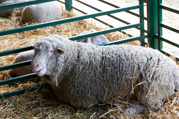 Sheep at the fair