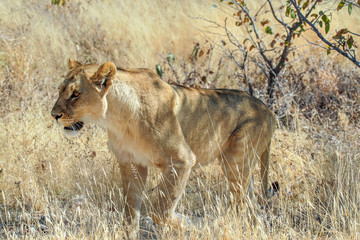 Namibia - Löwe im Etoscha Nationalpark