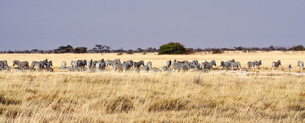 Fototapeta na wymiar Namibia - Bergzebras im Etoscha Nationalpark