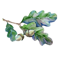Oak branch with leaves and acorn. Isolated on white background. 