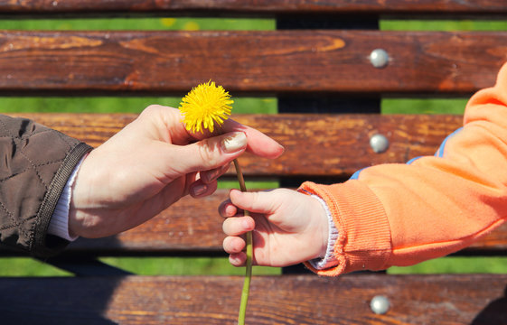 Close up of womans hand giving little  yellow  flower to child