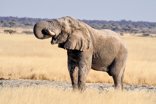 Namibia - Afrikanischer Elefant im Etoscha Nationalpark