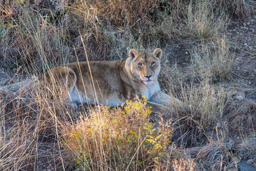 Namibia - Löwe beim Game Drive