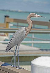 Little Blue Heron stands on a pier watching for fish.