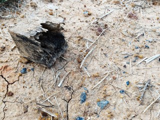 weathered wood and stone on dry ground