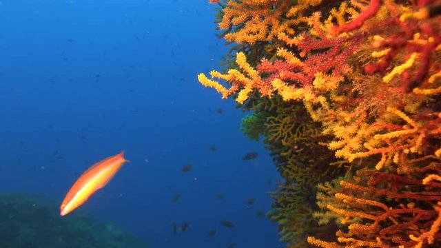 Deep water reefs Violescent sea-whip gorgones, Spain