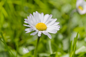 Close-up of daisy flower on meadow. 