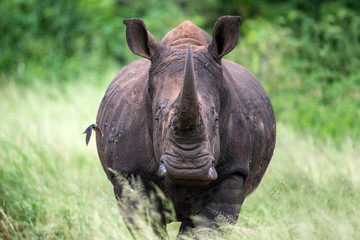 Rhinoceros © laurenpretorius