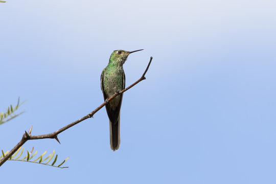 Picaflor Cometa (Sappho sparganurus)
