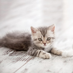 Curious gray kitten