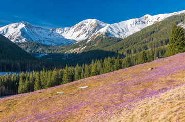 Fototapeta premium Tatra mountains, Poland, crocuses in Chocholowska valley, spring