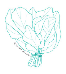 Hand drawn spinach bunch line art on the white background. Kitchen outlined vector illustration 