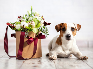Dog with bouquet flowers on floor