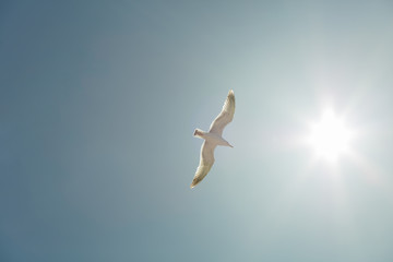 Seagull flying on clear blue sky and sun light.