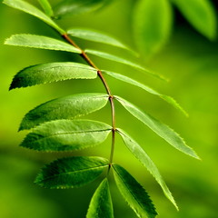 Feuille de sorbier à oiseleurs , fond vert 
