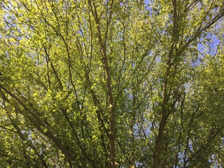 Obraz premium Baumspitze im Frühling