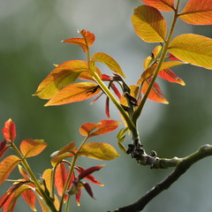 jeunes feuilles de noyer 