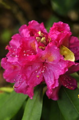 Rhododendron rose vif 