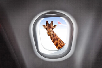 Giraffe looking through a plane's window