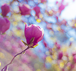 Light pink beautiful magnolia in spring 