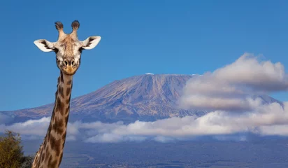 Photo sur Plexiglas Kilimandjaro Portrait de tête de girafe contre le mont Kilimandjaro
