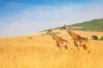 Gardinen Masai giraffes walking together in Kenyan savanna © Sergey Novikov