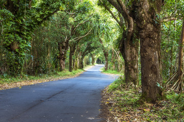 Canopy of trees over road