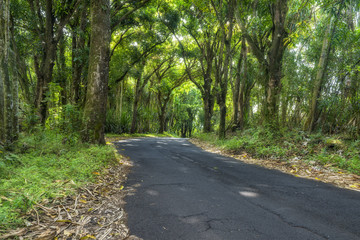 Canopy of trees over road