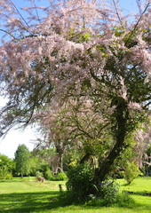 Obraz premium Tamaris de printemps 