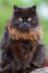 Brown cat portrait