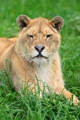Obraz na płótnie Canvas Lion in green grass