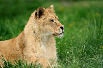 Lion in green grass