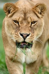 Close lion portrait
