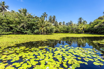 Tropical pond with aquatic flowers
