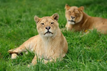 Obraz na płótnie Canvas Lion in green grass
