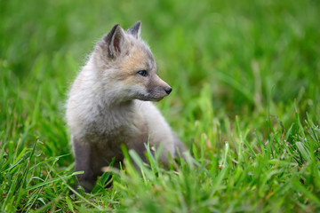 Baby silver fox