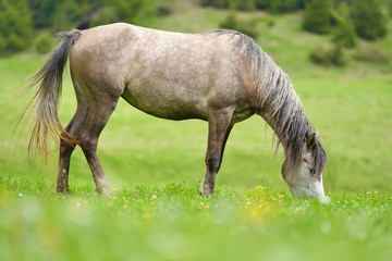 Obraz na płótnie Canvas Horse on the pasture