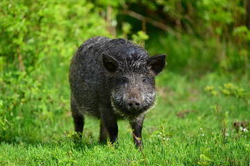 Wild boar in forest