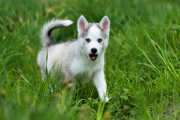 Fototapeta na wymiar Cute little husky puppy