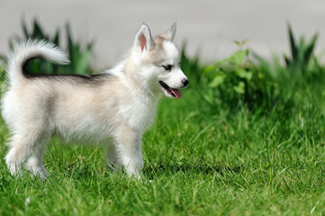 Cute little husky puppy © byrdyak