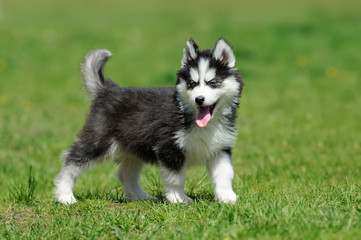 Cute little husky puppy