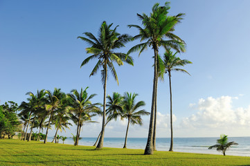Fototapeta na wymiar Palm trees at the beach