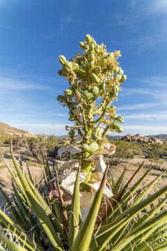 Yucca plant bloom