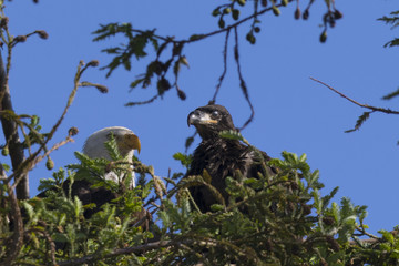 Bald eagle standing in the nest with her 2-months old eaglet, seen in the wild in  North California