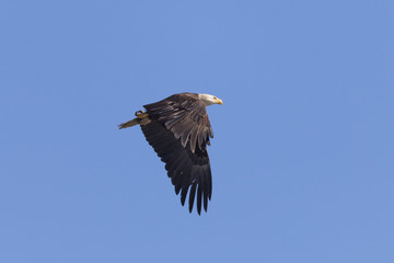 Bald eagle flying, seen in the wild in  North California